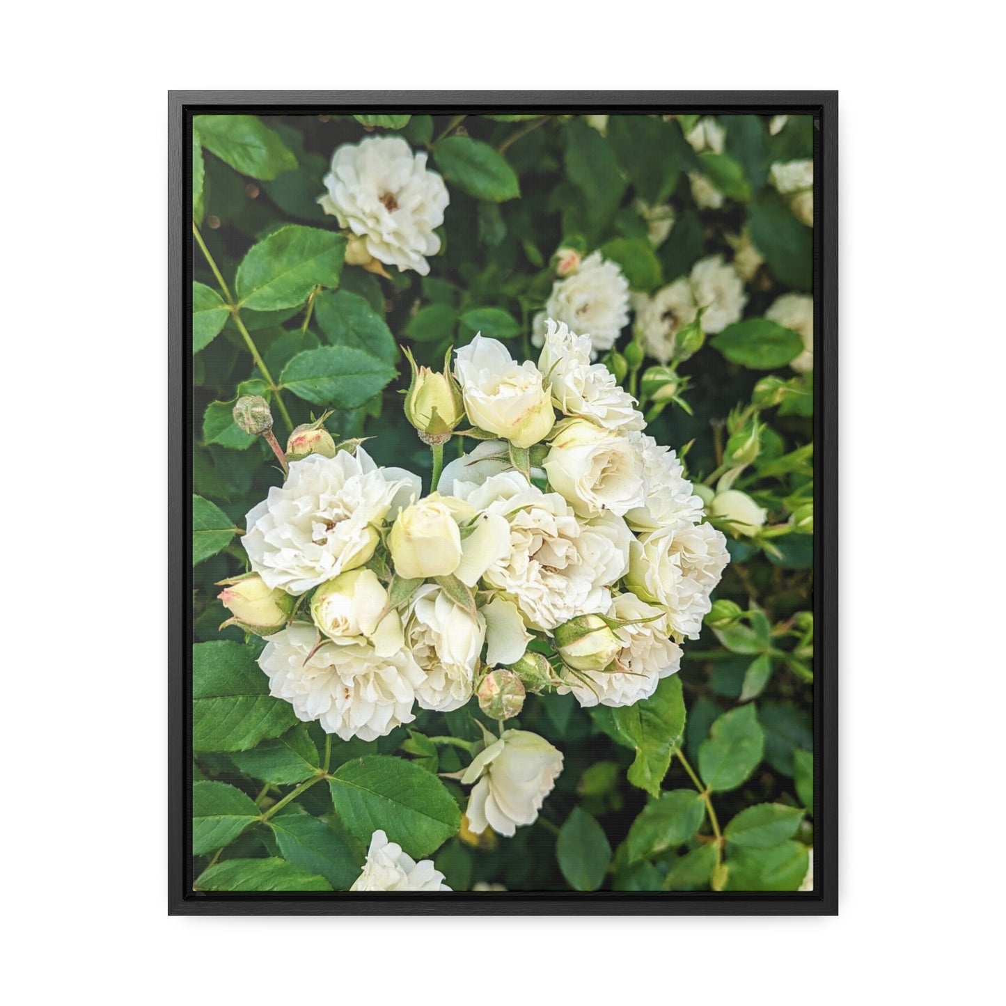 White rose vertical