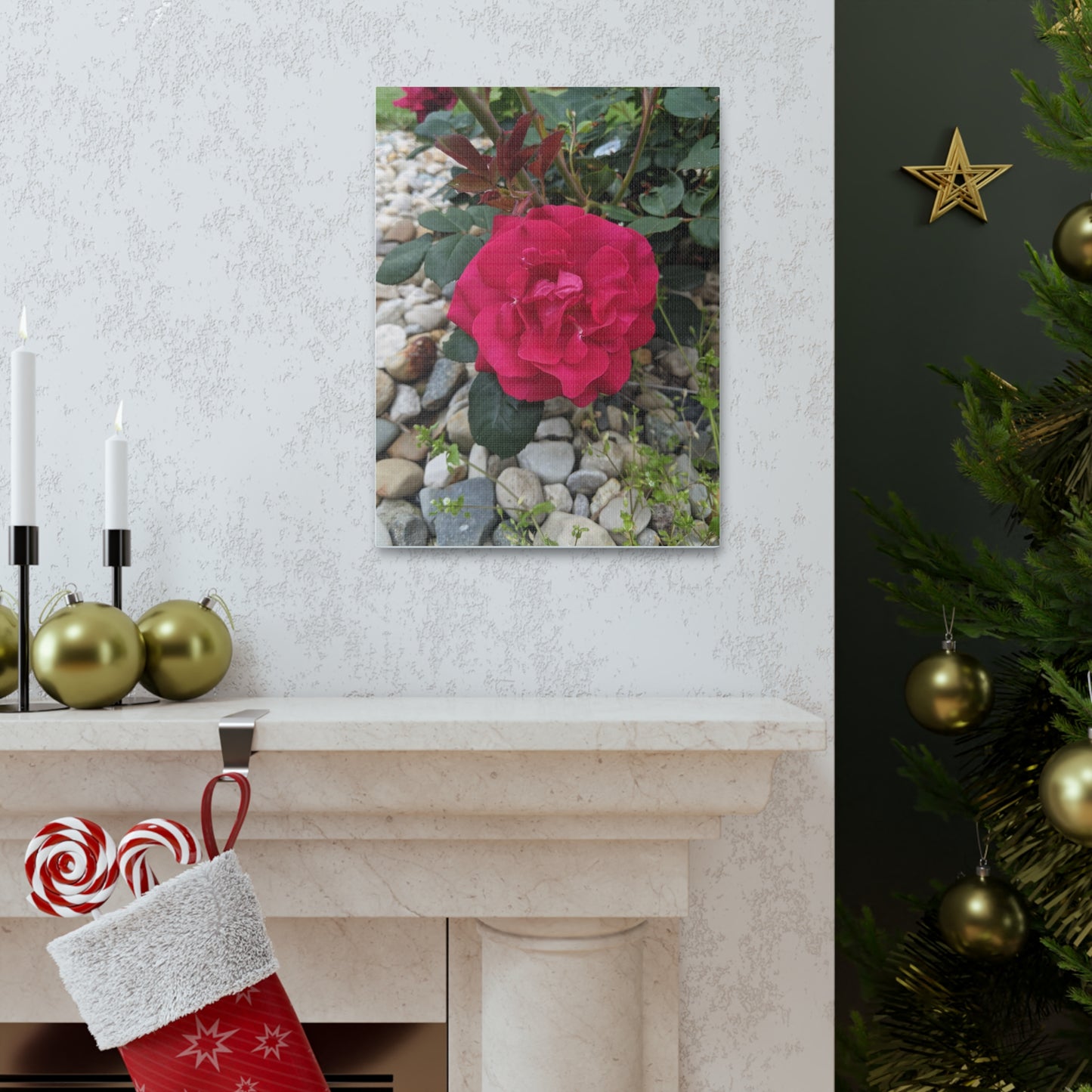 A Garden Rose - Canvas Gallery Wraps