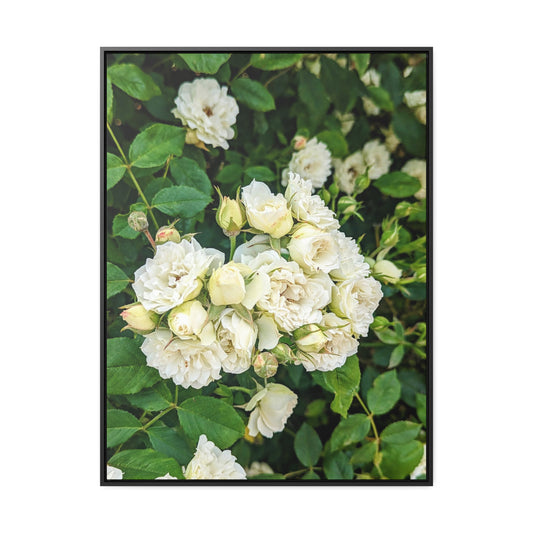 White rose vertical