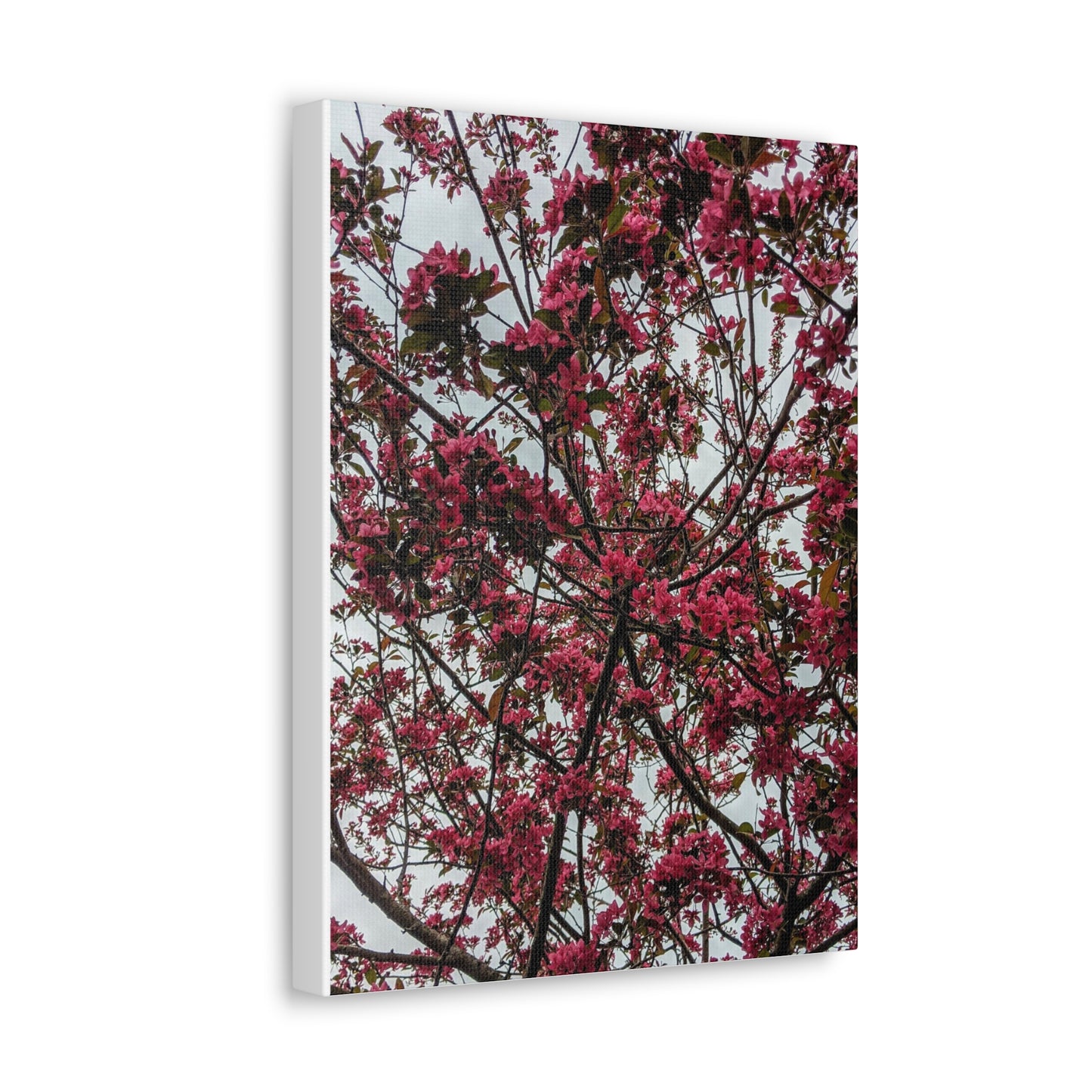 Apple Blossoms on a Grey Day - Canvas Gallery Wraps