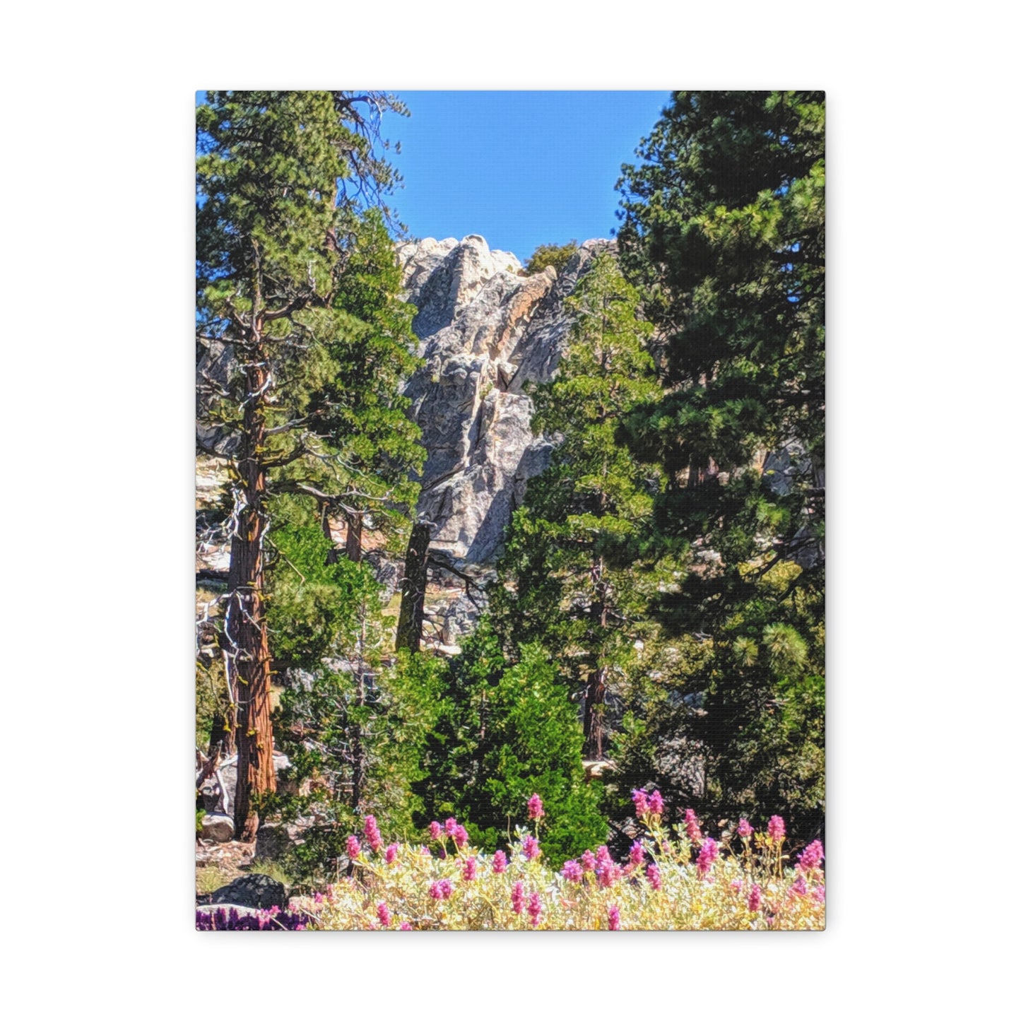 Mount San Jacinto State Park #1 - Canvas Gallery Wraps