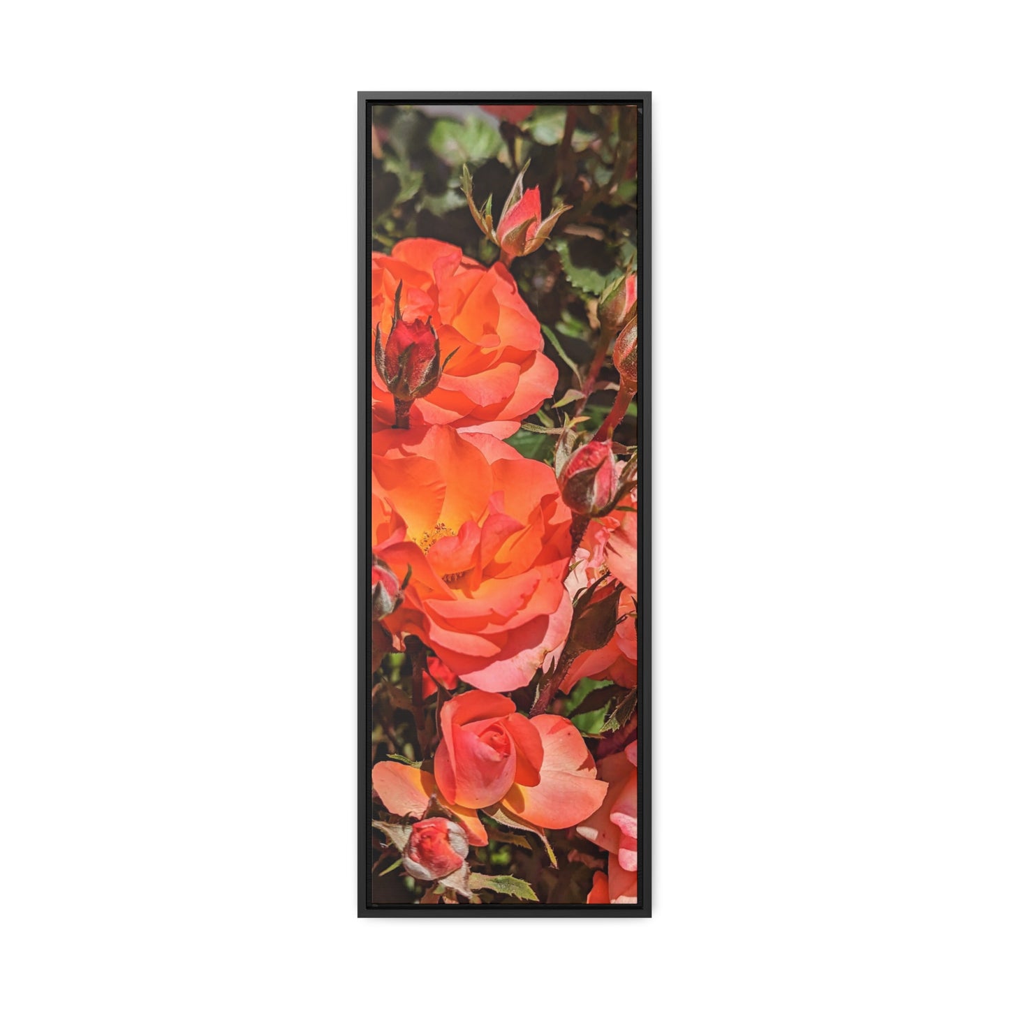 Orange roses