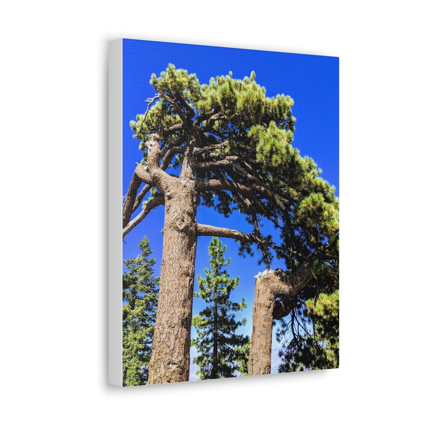 Mount San Jacinto State Park #3 - Canvas Gallery Wraps