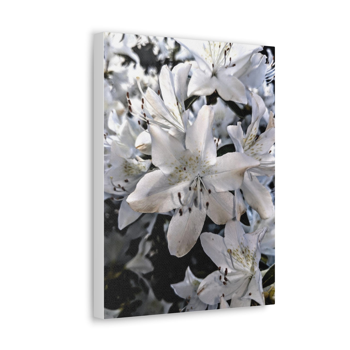 Classic White Blooms - Canvas Gallery Wraps