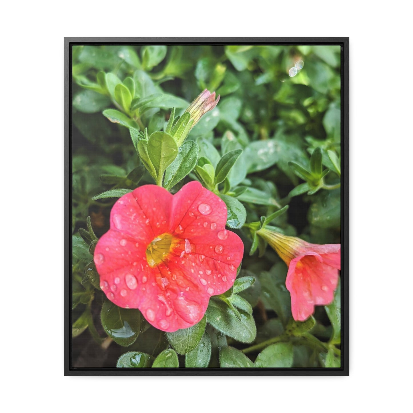 Garden flower after a gentle rain