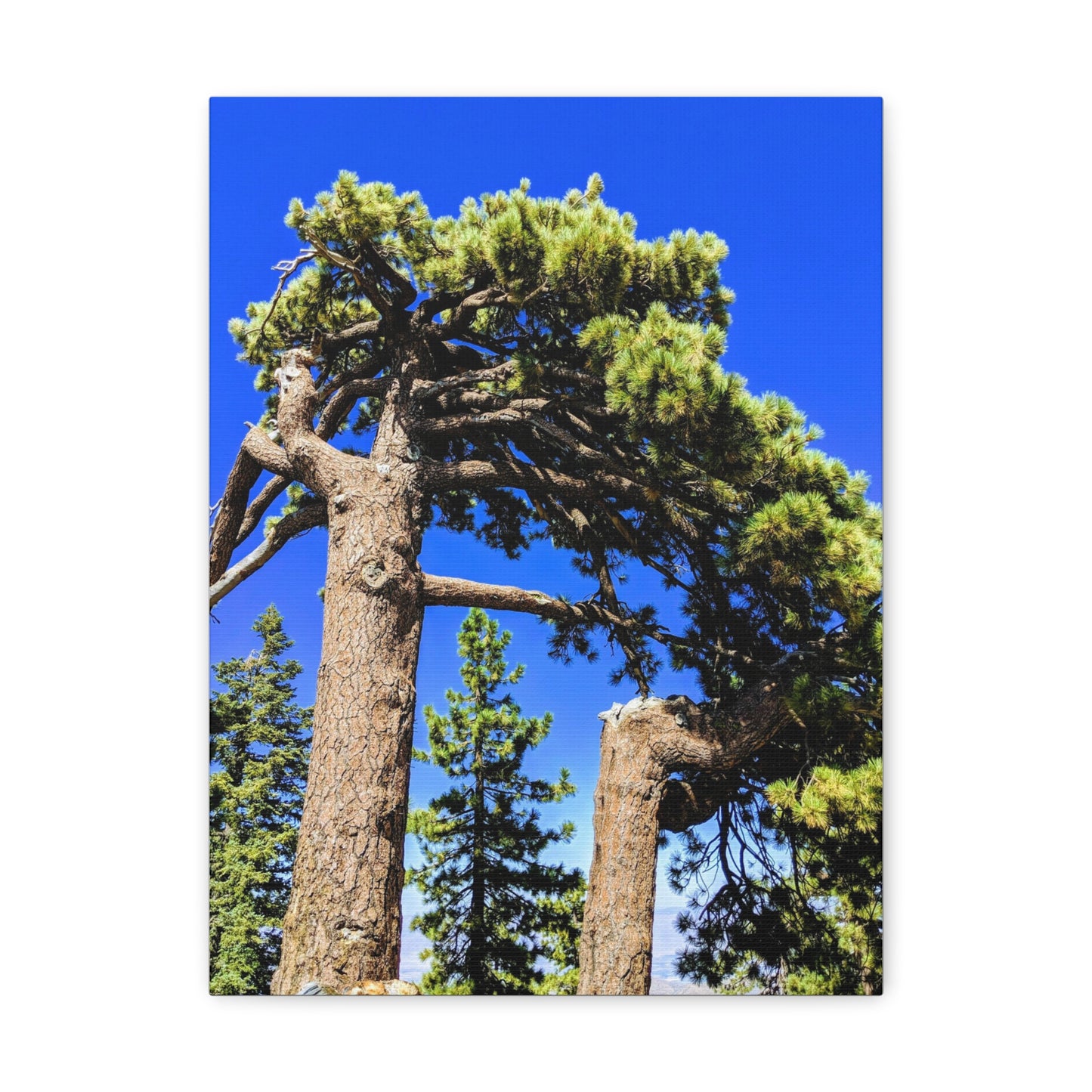 Mount San Jacinto State Park #3 - Canvas Gallery Wraps