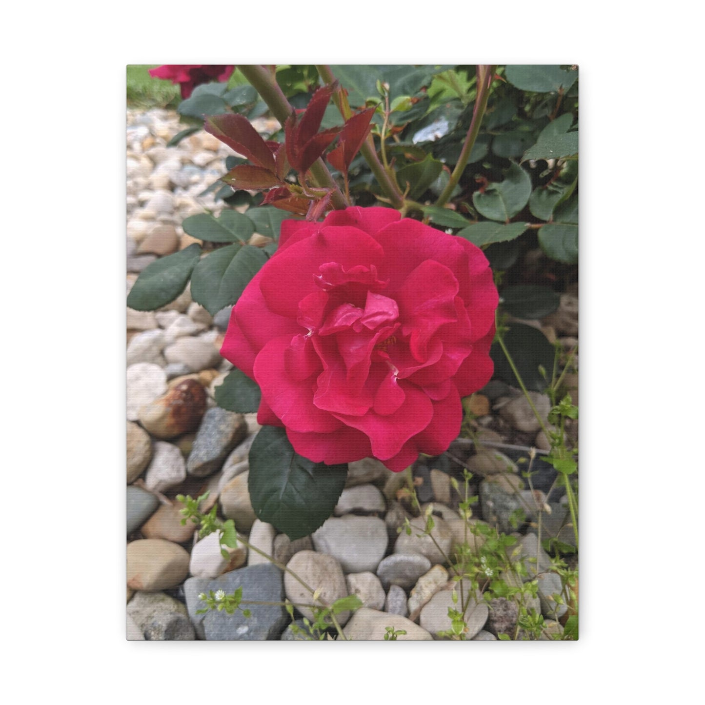 A Garden Rose - Canvas Gallery Wraps