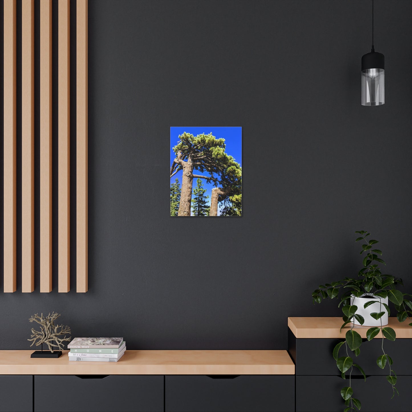 Mount San Jacinto State Park #3 - Canvas Gallery Wraps
