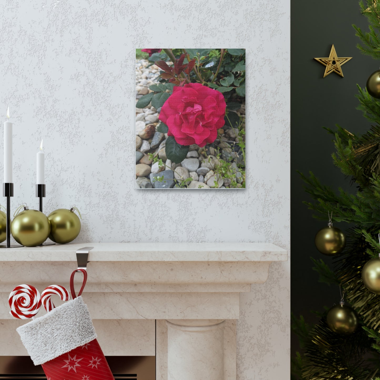 A Garden Rose - Canvas Gallery Wraps