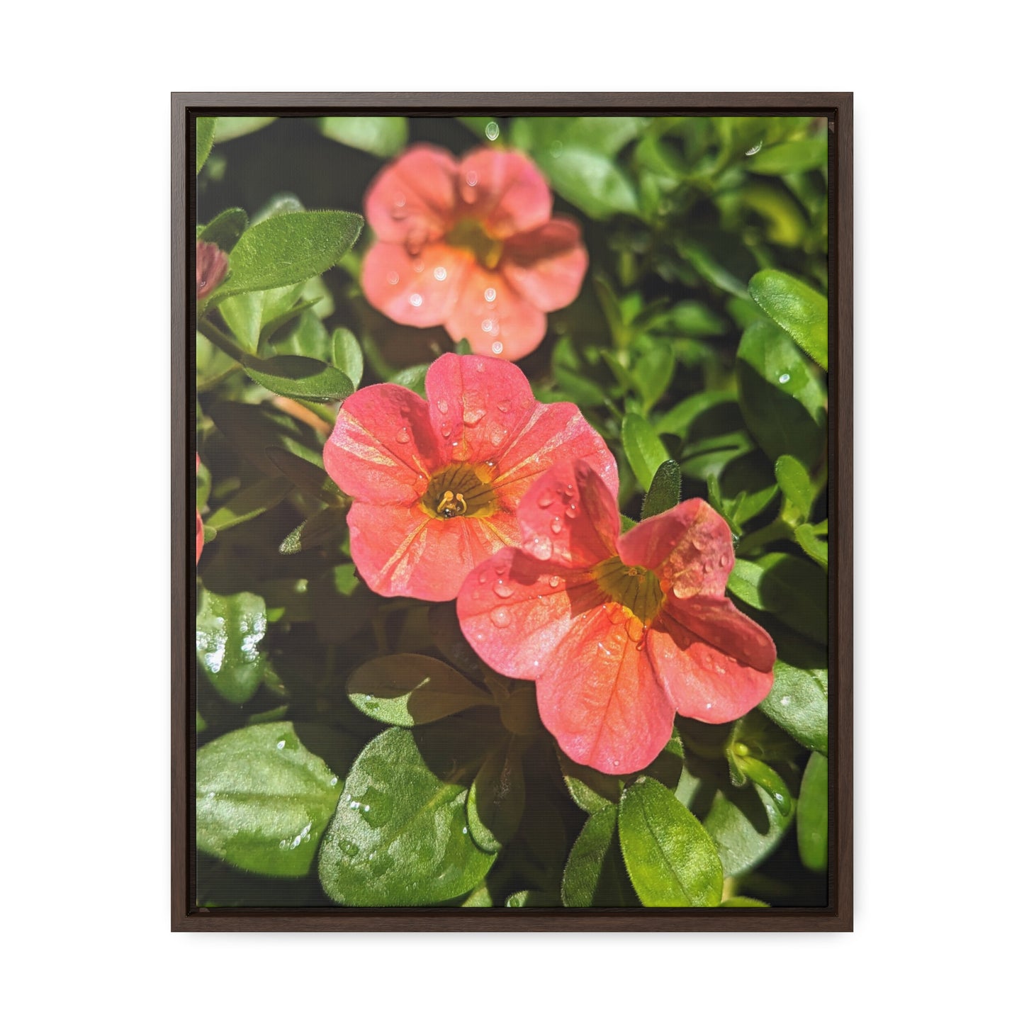 Garden flower after a gentle rain #2