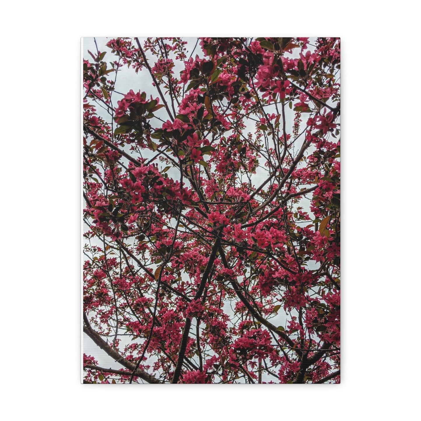 Apple Blossoms on a Grey Day - Canvas Gallery Wraps