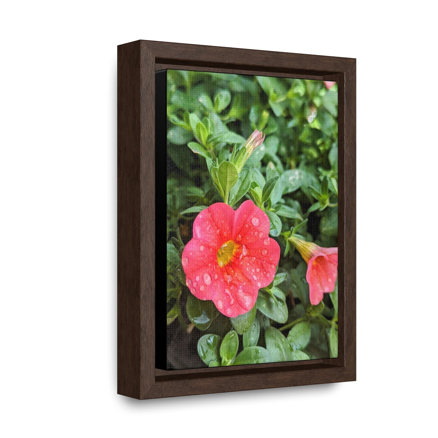 Garden flower after a gentle rain